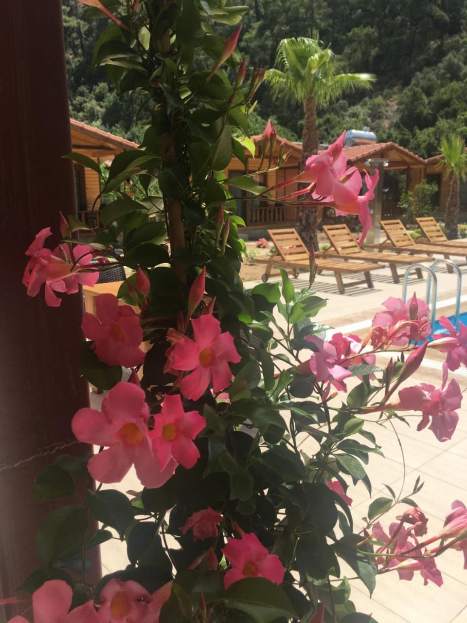 Dolunay Apart Hotel Cirali Exterior photo